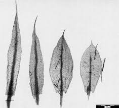 Attēlu rezultāti vaicājumam “Bryum moravicum”