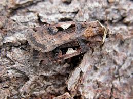 Attēlu rezultāti vaicājumam “Xestia c-nigrum”