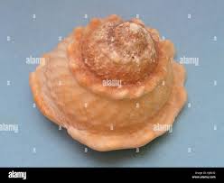 Attēlu rezultāti vaicājumam “Postia undosa”