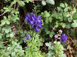 Attēlu rezultāti vaicājumam “Aconitum napellus leaf”