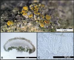 Attēlu rezultāti vaicājumam “Candelariella sp.”