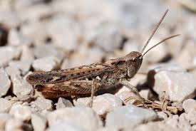 Attēlu rezultāti vaicājumam “Chortippus sp.”