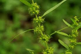 Attēlu rezultāti vaicājumam “Rumex maritimus leaf”