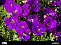 Image result for Aubrieta hybrida (cultorum)