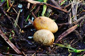 Attēlu rezultāti vaicājumam “Podiceps cristatus nest”
