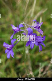 Attēlu rezultāti vaicājumam “Consolida regalis fruit”
