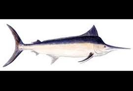 Image result for Istiompax indica