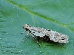 Attēlu rezultāti vaicājumam “Hypatima rhomboidella”