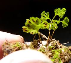 Attēlu rezultāti vaicājumam “Oligonema flavidum spores”