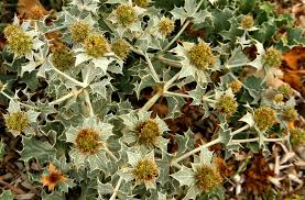 Attēlu rezultāti vaicājumam “Eryngium maritimum leaf”
