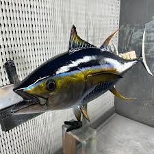 Image result for Thunnus albacares