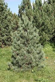Attēlu rezultāti vaicājumam “Pinus sibirica”