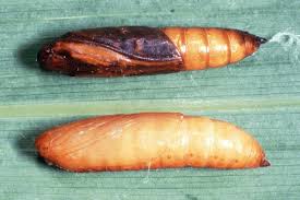 Attēlu rezultāti vaicājumam “Ostrinia nubilalis”