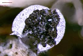 Attēlu rezultāti vaicājumam “Physarum notabile”