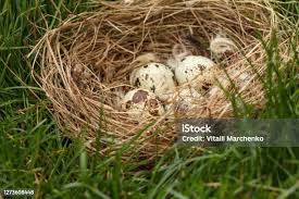 Attēlu rezultāti vaicājumam “Gallinago gallinago eggs”