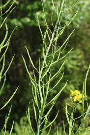 Attēlu rezultāti vaicājumam “Mamestra brassicae exuvia”