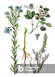 Attēlu rezultāti vaicājumam “Linum usitatissimum leaf”