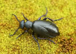 Attēlu rezultāti vaicājumam “Meloidae”