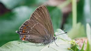 Attēlu rezultāti vaicājumam “Satyrium ilicis”