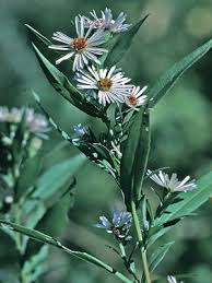 Image result for Aster lanceolatus