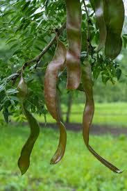 Attēlu rezultāti vaicājumam “Gleditsia triacanthos fruit”