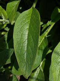Attēlu rezultāti vaicājumam “Symphytum asperum leaf”