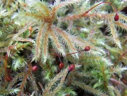 Attēlu rezultāti vaicājumam “Rhytidiadelphus”