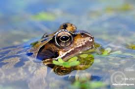 Attēlu rezultāti vaicājumam “Rana temporaria”