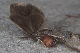 Attēlu rezultāti vaicājumam “Proutia betulina”