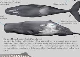 Image result for Physeter macrocephalus