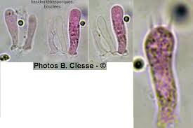 Attēlu rezultāti vaicājumam “Porotheleum fimbriatum”