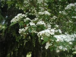 Attēlu rezultāti vaicājumam “Crataegus laevigata flower”