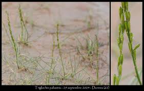 Attēlu rezultāti vaicājumam “Triglochin palustre fruit”