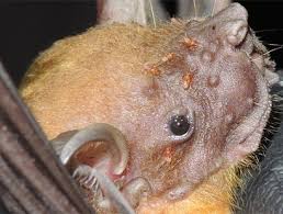 Attēlu rezultāti vaicājumam “Inonotus leporinus”