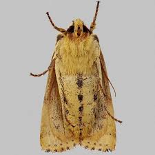 Attēlu rezultāti vaicājumam “Conistra rubiginea”