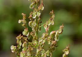 Attēlu rezultāti vaicājumam “Rumex aquaticus bud”
