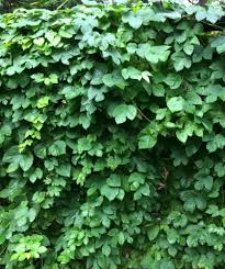Attēlu rezultāti vaicājumam “Humulus lupulus”