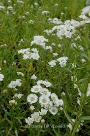 Attēlu rezultāti vaicājumam “Achillea ptarmica leaf”