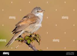 Attēlu rezultāti vaicājumam “Sylvia communis”