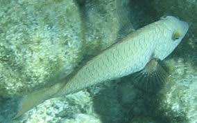 Image result for Sparisoma rubripinne