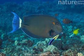 Image result for Acanthurus blochii