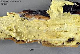 Attēlu rezultāti vaicājumam “Antrodia xantha”