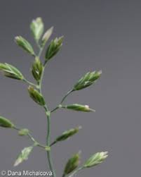 Attēlu rezultāti vaicājumam “Poa compressa leaf”