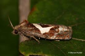 Attēlu rezultāti vaicājumam “Epiblema foenella”