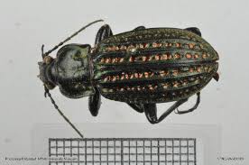 Attēlu rezultāti vaicājumam “Carabus clathratus”