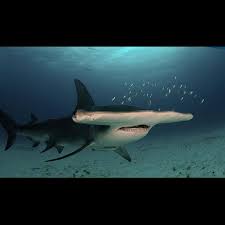 Image result for Sphyrna mokarran