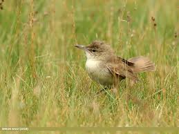 Attēlu rezultāti vaicājumam “Acrocephalus dumetorum”