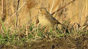 Image result for Anthus godlewskii