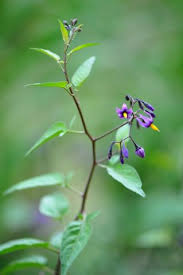 Attēlu rezultāti vaicājumam “Solanum dulcamara”