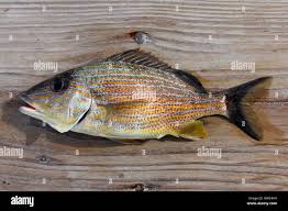 Image result for Haemulon sciurus